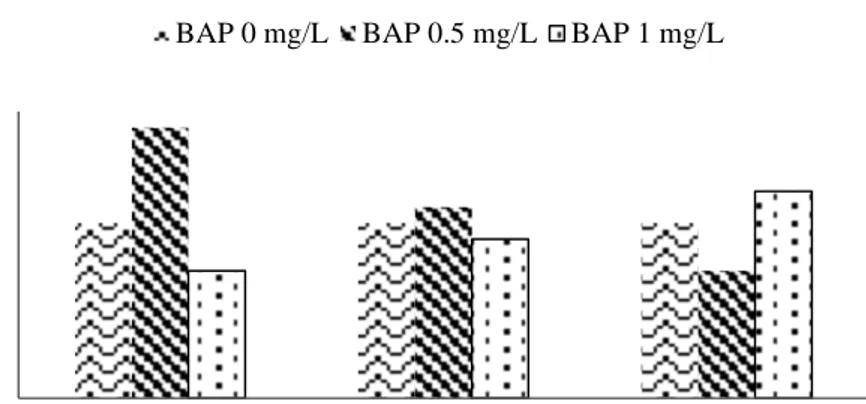 Gambar 7  Kondisi eksplan pada umur 8 MST dalam media WPM: (a) tanpa ZPT  dan (b) BAP 0.5 mg/L 