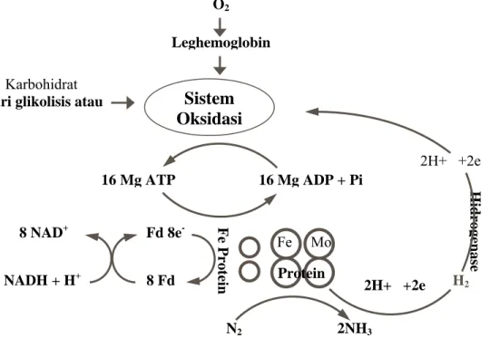 Gambar 4. Nitrogenase komplek dan aktivitas yang berhubungan dengan penambatan  nitrogen (Moat dan Foster, 1988) 