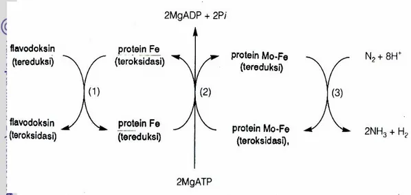 Gambar 3 : Ikhtisar pengangkutan elektron dari flavodoksin tereduksi ke N 2  dan H +  di  tiga tahap utama (Salisbury dan Ross, 1995) 