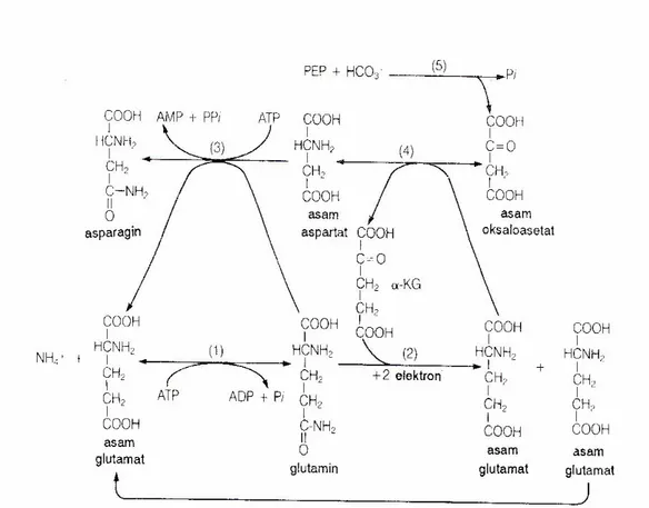 Gambar 1. Perubahan amonium menjadi senyawa organik utama (Salisbury dan        Ross, 1995) 