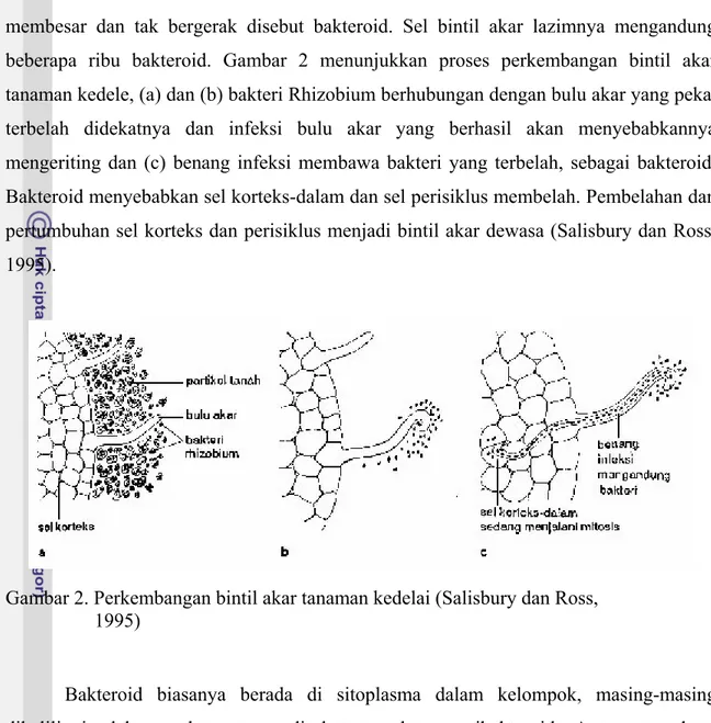 Gambar 2. Perkembangan bintil akar tanaman kedelai (Salisbury dan Ross,         1995) 