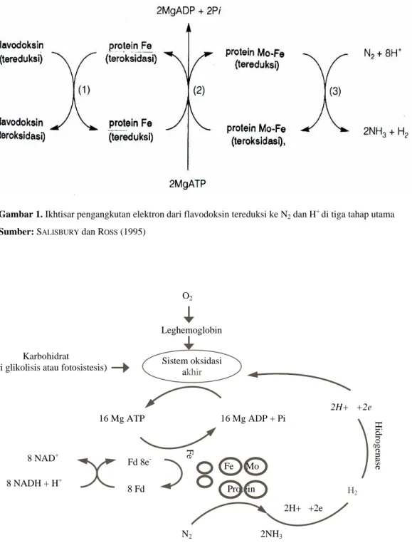 Gambar 1. Ikhtisar pengangkutan elektron dari flavodoksin tereduksi ke N 2  dan H +  di tiga tahap utama  Sumber: S ALISBURY  dan R OSS  (1995) 