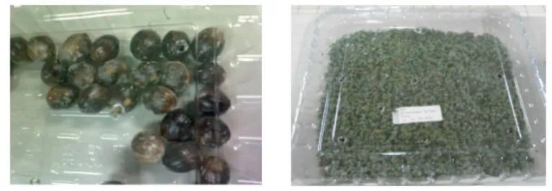 Gambar 1 Kondisi penyimpanan tanpa zeolit (a) dan dengan zeolit (b)  Kemasan  plastik  mika  transparan  berukuran  22  cm  x  11  cm  x  9  cm  dapat  menyimpan  30  benih  dengan  tambahan  1450  g  zeolit