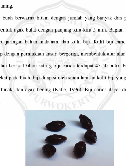 Gambar 2.2. Biji Carica 