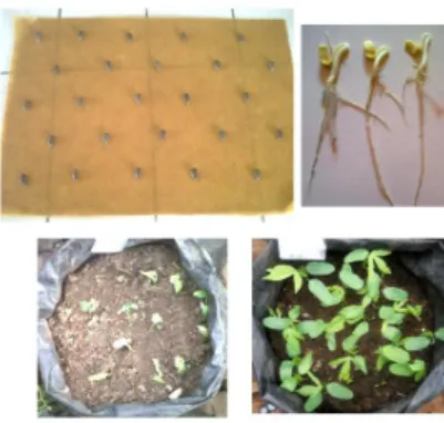 Gambar 1. Benih ubi kayu dikecambahkan dengan UKD- UKD-dp (1), kecambah normal (2), Benih ubi kayu  dikecambahkan pada tanah (3), tanaman F1  dari benih yang dikecambahkan pada tanah  (4)