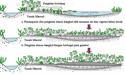 Gambar 1. Proses pembentukan gambut di Indonesia (Noor, 2001) 