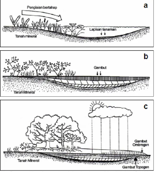 Gambar 1. Proses pembentukan gambut di daerah cekungan lahan basah: a. Pengisian danau