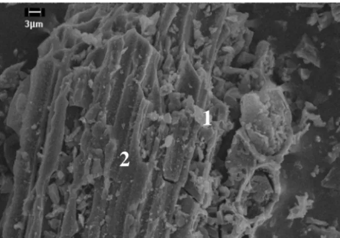 Gambar 4 Foto SEM partikel C hasil pirolisa kayu meranti dan lokasi pengujian EDX pada angka 1  Kandungan unsur yang dideteksi oleh EDX pada Tabel 1 berasal dari unsur kimiawi kayu  yang terdiri dari selulosa (50%), lignin (16-33%), hemiselulosa, dan sejum