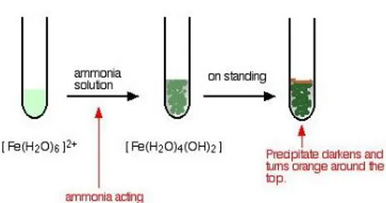 Gambar 16. Reaksi Ion Fe 2+  Terhidrat dengan Amonia 