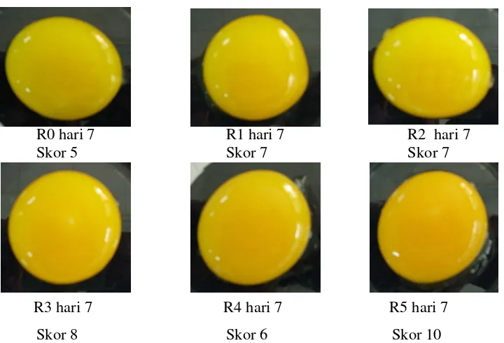 Gambar 2 Indeks warna kuning telur dengan pemberian pakan R0 (Ransum basal), R1 (3% kaliandra), R2 (6% kaliandra), R3 (3% kepala udang), R4 (6% kepala udang) dan R5 (9% kepala udang) pada hari ke-7