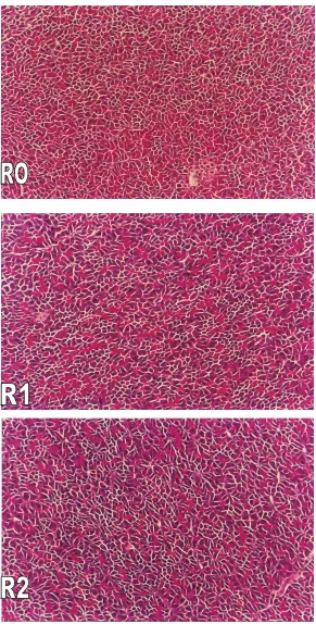 Gambar 10 Morphologi jaringan pankreas  perlakuan R0 (ransum basal), R1 (ransum basal + 6% kaliandra + 3% kepala udang) dan R2 (ransum asal + 6% kaliandra + 6% kepala udang) masih kelihatan normal (pewarnaan HE; pembesaran lensa objektif 20x)