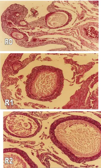 Gambar  11  Morphologi jaringan ovari perlakuan R0 (ransum basal), R1                         (ransum basal + 6% kaliandra + 3% kepala udang) dan R2 (ransum           basal   + 6% kaliandra + 6% kepala udang) masih kelihatan normal         (pewarnaan HE; p