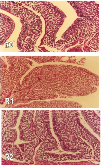 Gambar 12 Morphologi jaringan oviduk perlakuan R0 (ransum basal), R1        (ransum basal + 6% kaliandra + 3% kepala udang) dan R2 (ransum basal + 6% kaliandra + 6% kepala udang) masih kelihatan normal (pewarnaan HE; pembesaran lensa objektif 10x)