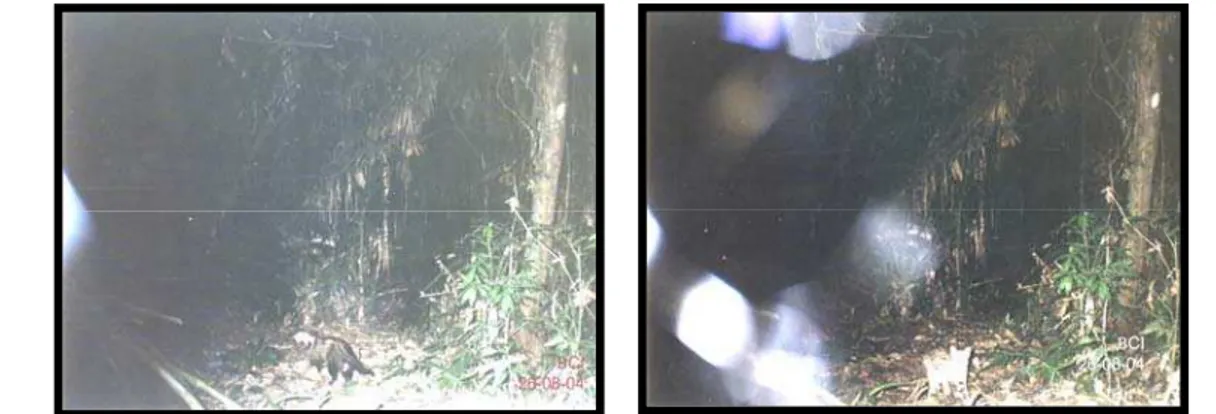 Gambar 4. Jelarang dan kucing hutan di Koridor (Sumber BCI, 2005) 