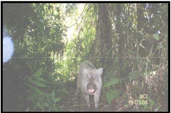 Gambar 5. Babi hutan di koridor (Sumber BCI, 2005) 