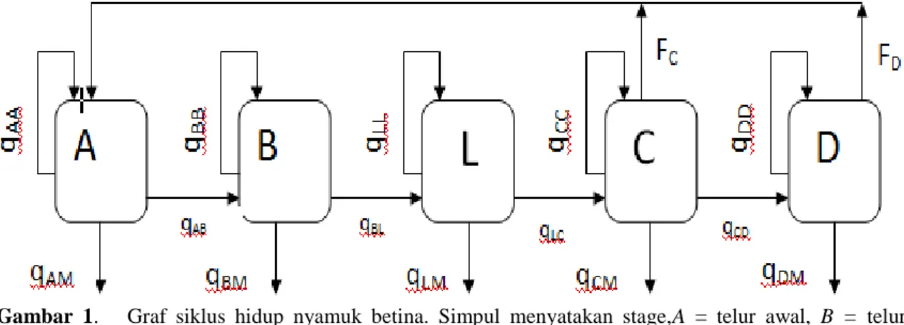 Gambar  1.      Graf  siklus  hidup  nyamuk  betina.  Simpul  menyatakan  stage,A  =  telur  awal,  B  =  telur  matang,  L  =  larva,  C  =  dewasa  awal,  D  =  dewasan  matang                                laju  transisi      