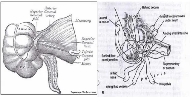 Gambar 2.2 Anatomi appendiks 24                     Gambar 3.3. Posisi Appendiks 24  Appendiks disebut tonsil abdomen karena ditemukan banyak jaringan  limfoid