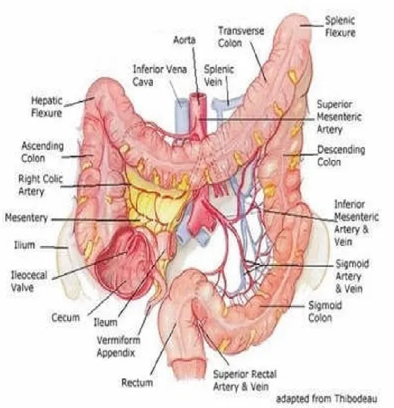 Gambar 1.1 Anatomi usus besar