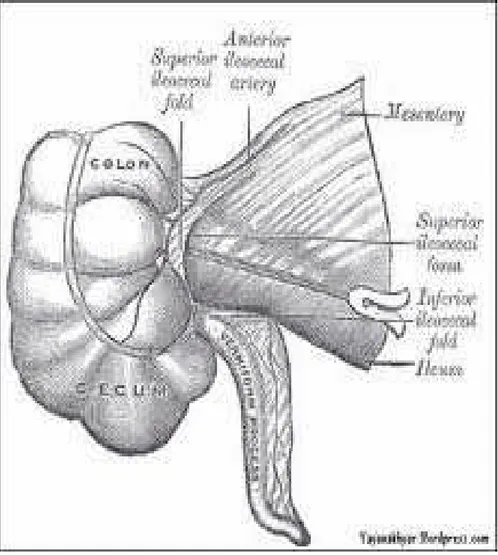 Gambar 2.1 Anatomi letak apendiks