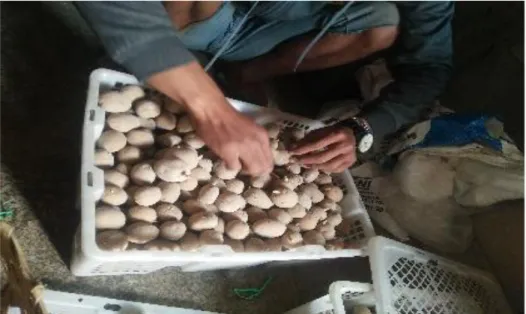 Gambar 4.1 bibit kentang sebelum ditanam. Sumber: penulis (2019)  Kentang ditanam di lahan pertanian persawahan masyarakat atau tegalan
