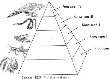 Gambar 12.2 Jaring–jaring makanan