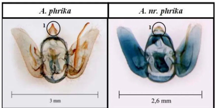 Gambar 4. Perbedaan karakter genitalia A. phrika dengan A. nr phrika 