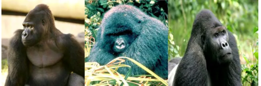 Gambar  1.  Morfologi  gorila    (sumber,  http://pin.primate.wisc.  edu/factsheets/  