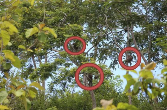 Gambar  21.  Monyet  Ekor  Panjang  Betina  Dewasa  Melakukan  Autogrooming  di  Pohon  Flamboyan  (Delonix  regia)  (Dokumentasi: Fandy, 2016) 