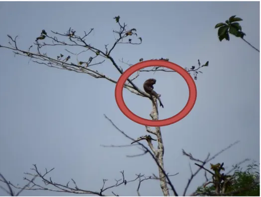 Gambar  22.  Monyet  Ekor  Panjang  Jantan  Dewasa  Melakukan  Autogrooming (Dokumentasi: Fandy, 2016) 