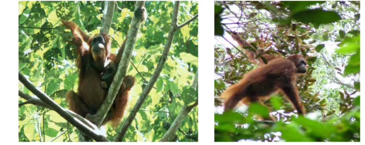 Gambar 2. Satwa arboreal Orangutan menghabiskan waktu beraktivitasnya di  kanopi pohon (a) Orangutan betina dewasa dan anak sedang duduk  istirahat (b) Orangutan dengan aktivitas bergerak pindah dari satu  pohon ke pohon lainnya