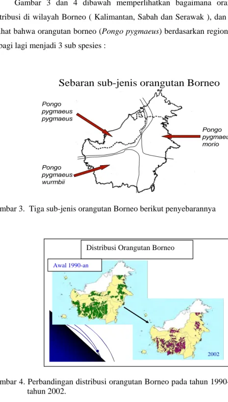 Gambar 3 dan  4 dibawah memperlihatkan bagaimana orangutan ter  distribusi di wilayah Borneo ( Kalimantan, Sabah dan Serawak ), dan dapat pula  dilihat bahwa orangutan borneo (Pongo pygmaeus) berdasarkan region di Borneo  terbagi lagi menjadi 3 sub spesies