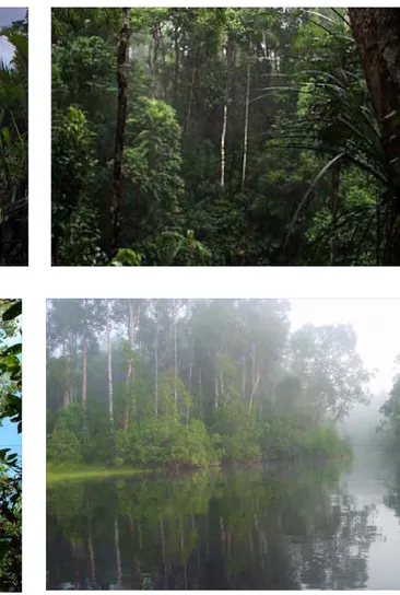 Gambar 6.  Tipe ekosistem yang ada di Taman Nasional Tanjung Puting  