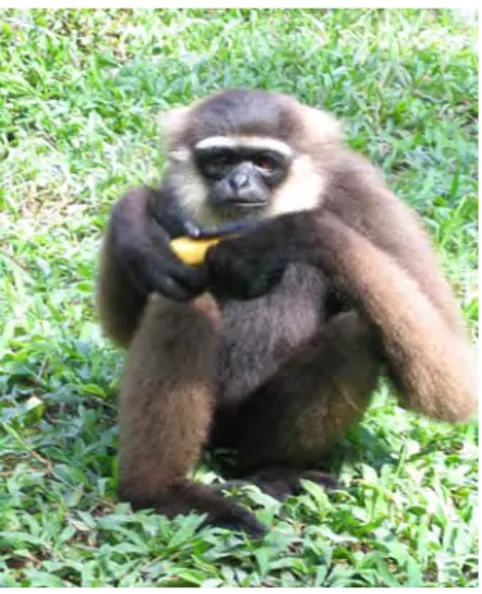 Gambar 7.   Satwa jenis primata Bekantan (a) dan Owa-owa (b) termasuk jenis satwa  dilindungi yang sering dijumpai di Taman Nasional Tanjung Puting 