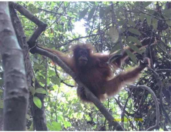 Gambar 1 Orangutan Sumatera. 