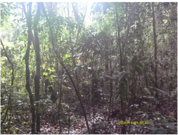 Gambar 6 Vegetasi hutan bekas ladang. 