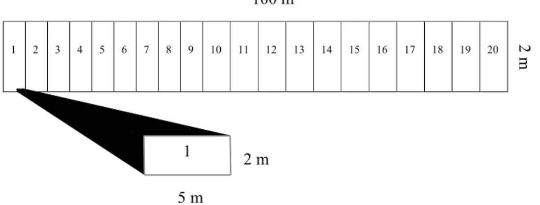 Tabel  1  menunjukkan  bahwa  di  dalam  satu section transek dapat memiliki lebih  dari  satu  sarang  rayap,  seperti  yang  terlihat pada section 8, 9, dan 10