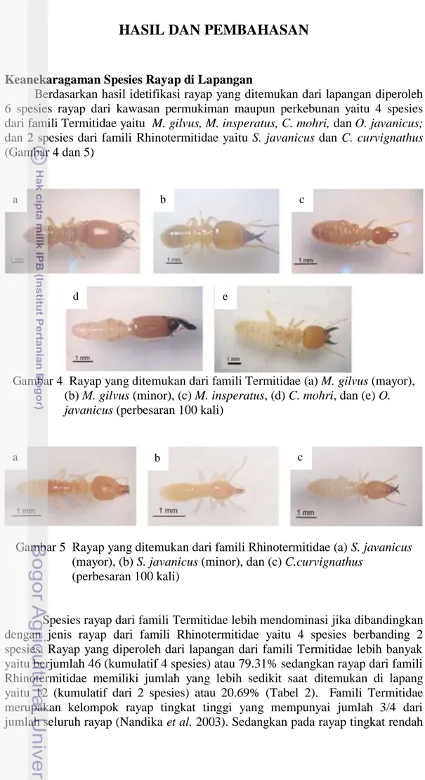 Gambar 4  Rayap yang ditemukan dari famili Termitidae (a) M. gilvus (mayor),   (b) M. gilvus (minor), (c) M