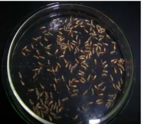 Gambar 3.   Media pengujian pertahanan diri rayap tanah C. curvignathus  terhadap semut O