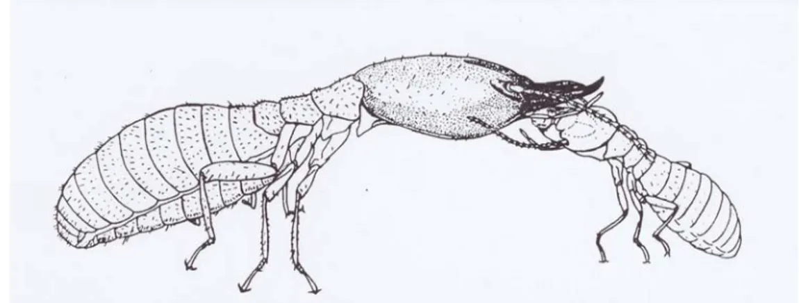 Gambar 5. Kasta pekerja rayap memberi makan kepada kasta prajurit (Noirot, 1969)  Quennedey (1984) menyatakan bahwa kasta prajurit pada famili  Rhinotermitidae genus Coptotermes memiliki senjata kimia yang merupakan  hasil sekresi yang dikeluarkan melalui 