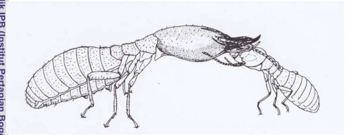 Gambar 5. Kasta pekerja rayap memberi makan kepada kasta prajurit (Noirot, 1969)  Quennedey (1984) menyatakan bahwa kasta prajurit pada famili  Rhinotermitidae genus Coptotermes memiliki senjata kimia yang merupakan  hasil sekresi yang dikeluarkan melalui 