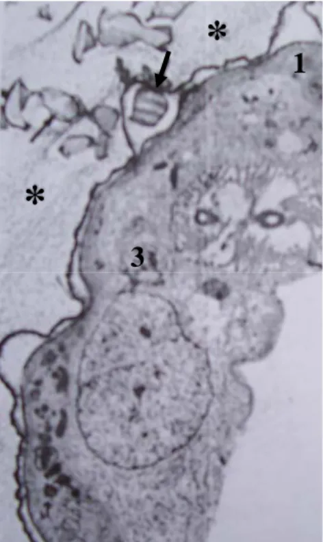 Gambar 10.  Kelenjar Frontal Kasta Prajurit Rayap C. lacteus                        (Perbesaran 5.600x,  Quennedey 1998) 
