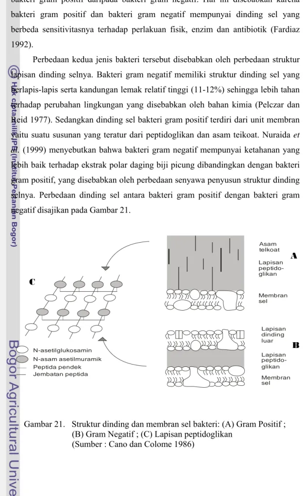 Gambar 21.   Struktur dinding dan membran sel bakteri: (A) Gram Positif ;                    (B) Gram Negatif ; (C) Lapisan peptidoglikan                                   (Sumber : Cano dan Colome 1986) 