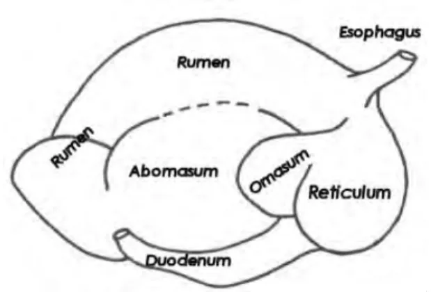 Gambar 4. Saluran Pencernaan Ruminansia (Raczykowski, 1995) 