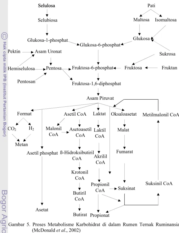 Gambar  5.  Proses  Metabolisme  Karbohidrat  di  dalam  Rumen  Ternak  Ruminansia  (McDonald et al., 2002) 