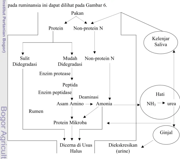 Gambar  6.  Proses  Metabolisme  Protein  di  dalam  Rumen  Ternak  Ruminansia  (McDonald et al., 2002)  Pakan Protein   Non-protein N Sulit  Didegradasi Mudah Didegradasi Peptida Enzim protease Asam Amino Protein Mikroba Rumen Dicerna di Usus Halus  Non-p