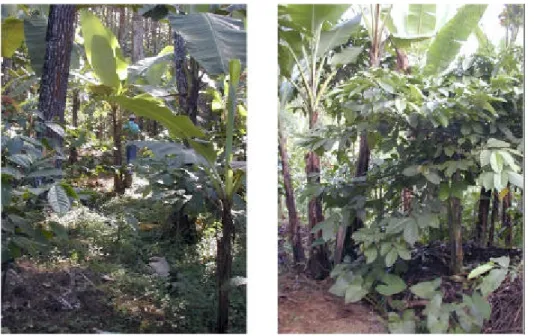 Gambar 1. Sistem agroforestri sederhana di Ngantang, Malang Jawa Timur. Kopi dan pisang ditanam oleh petani diantara pohon pinus milik Perum Perhutani (Gambar kiri)