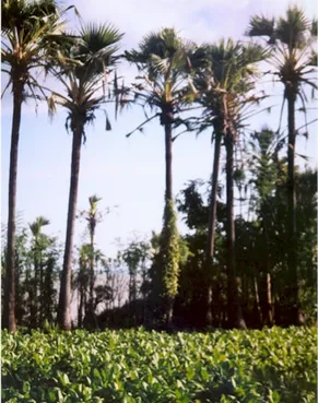 Gambar 2. Agroforestri Sederhana: Tembakau ditanam diantara barisan pohon siwalan di Sumenep, Madura