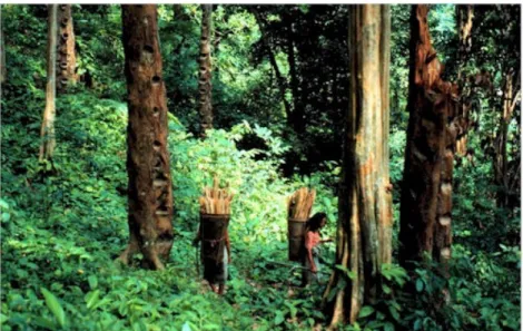Gambar 4. Agroforest Kompleks: Kebun damar di Krui, Lampung Barat (De Foresta et al, 2000)