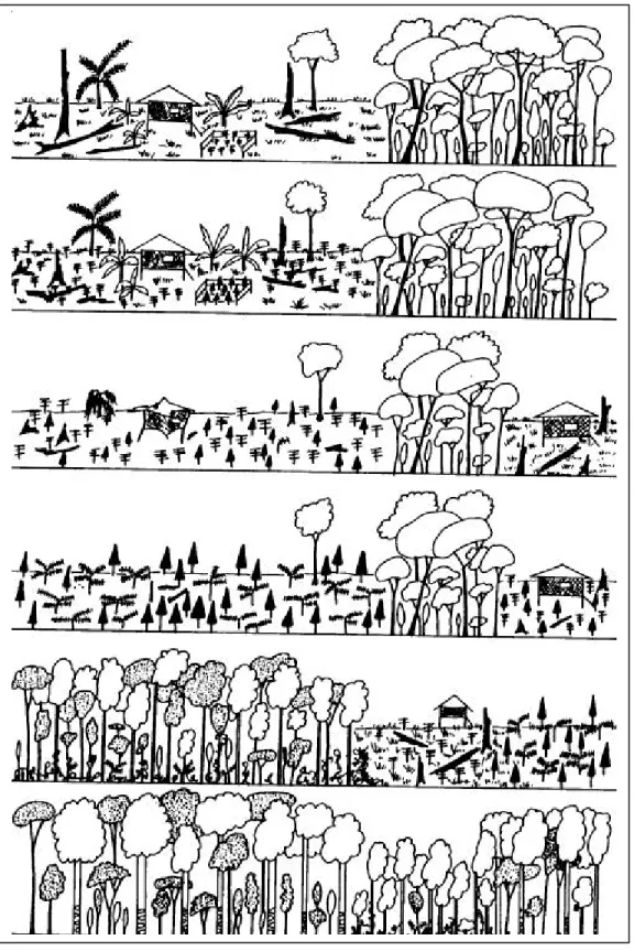 Gambar 5.  Tahapan terbentuknya  Kebun Pekarangan di Jawa (De Foresta et al., 2000)
