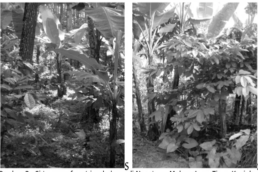 Gambar 3.  Sistem agroforestri sederhana di Ngantang, Malang Jawa Timur. Kopi dan  pisang ditanam oleh petani di antara pohon pinus milik Perum Perhutani (Gambar kiri)